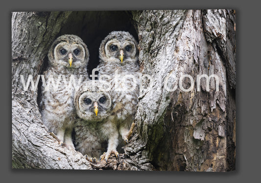 Baby Barred Owls (Canvas Print) - WATERMARKS will not appear on finished products