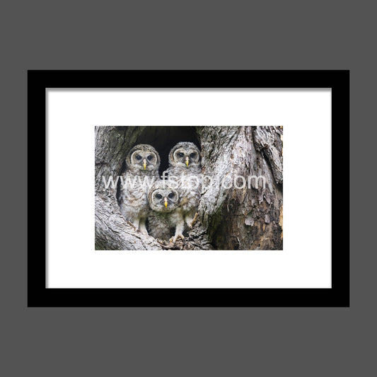 Baby Barred Owls - WATERMARKS will not appear on finished products