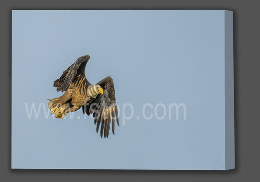 Bald Eagle Sunrise (Canvas Print) - WATERMARKS will not appear on finished products