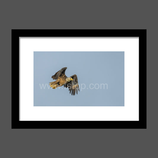 Bald Eagle Sunrise - WATERMARKS will not appear on finished products