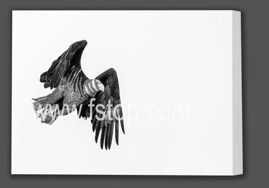 Bald Eagle Hunting (Canvas Print)