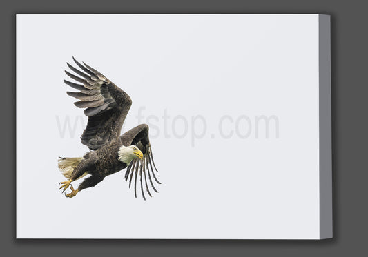 Bald Eagle in Flight (Canvas Print) - WATERMARKS will not appear on finished products