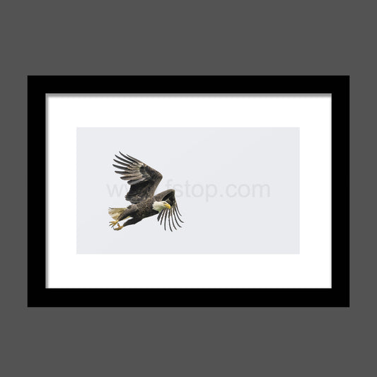 Bald Eagle in Flight  - WATERMARKS will not appear on finished products