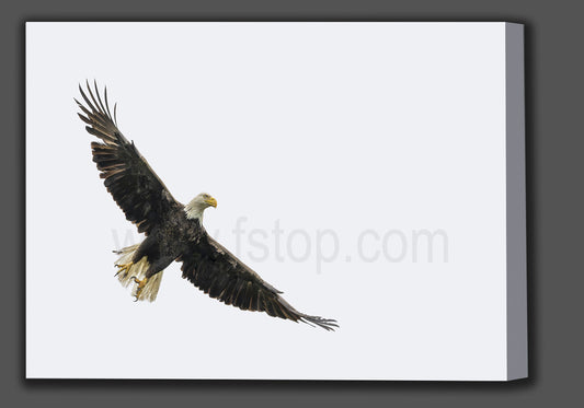 Bald Eagle Wings Spread (Canvas Print) - WATERMARKS will not appear on finished products