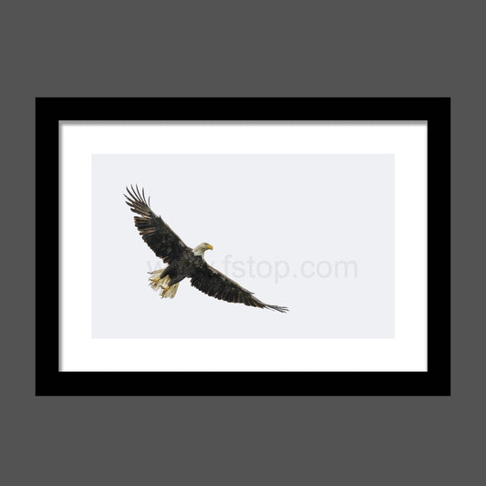 Bald  Eagle Wings Spread  - WATERMARKS will not appear on finished products