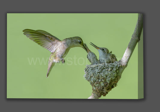 Black-chinned hummingbird (Canvas Print)