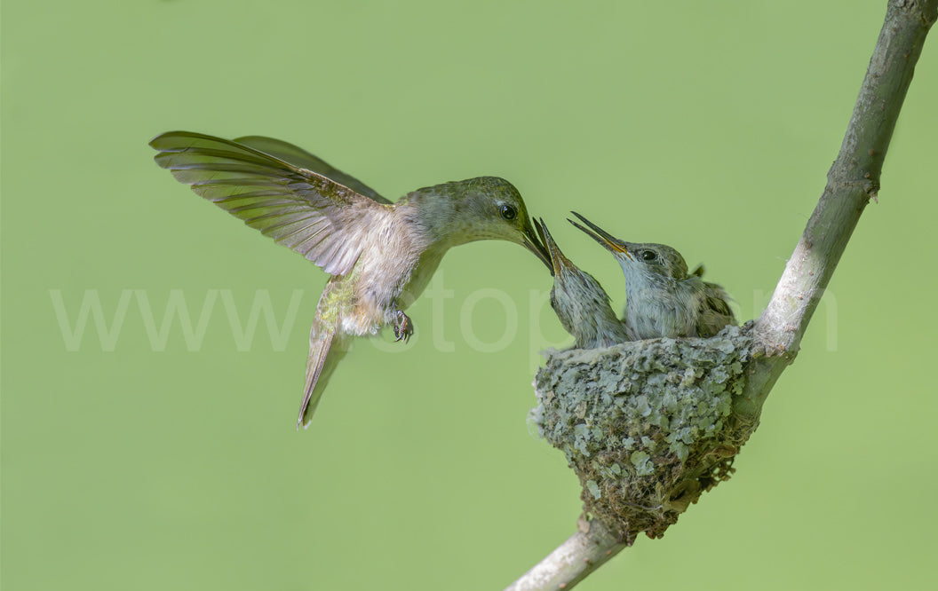 Black-chinned hummingbird (Canvas Print)