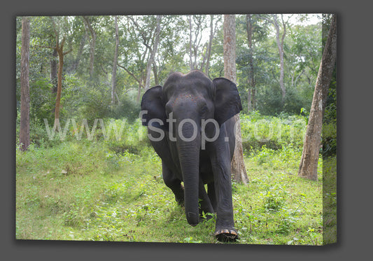 Charging in Progress (Canvas Print) - WATERMARKS will not appear on finished products