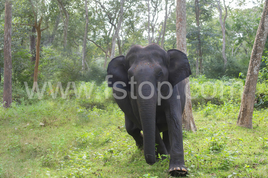 Charging in Progress (Canvas Print) - WATERMARKS will not appear on finished products