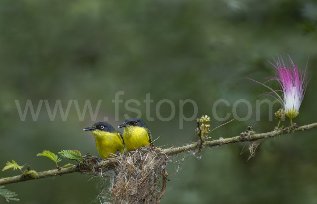 Common tody-flycatcher