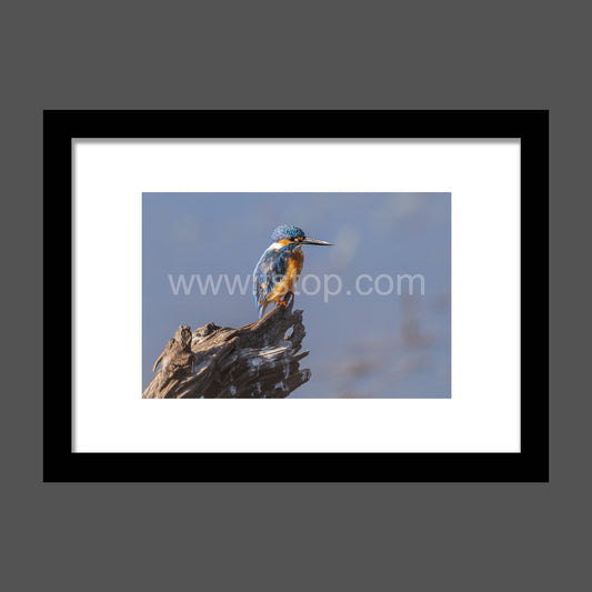 Common kingfisher  - WATERMARKS will not appear on finished products