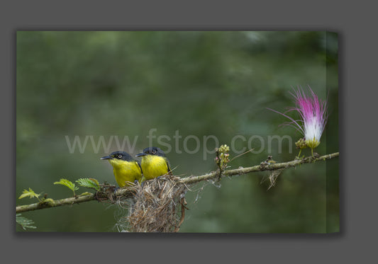 Common tody-flycatcher (Canvas Print)