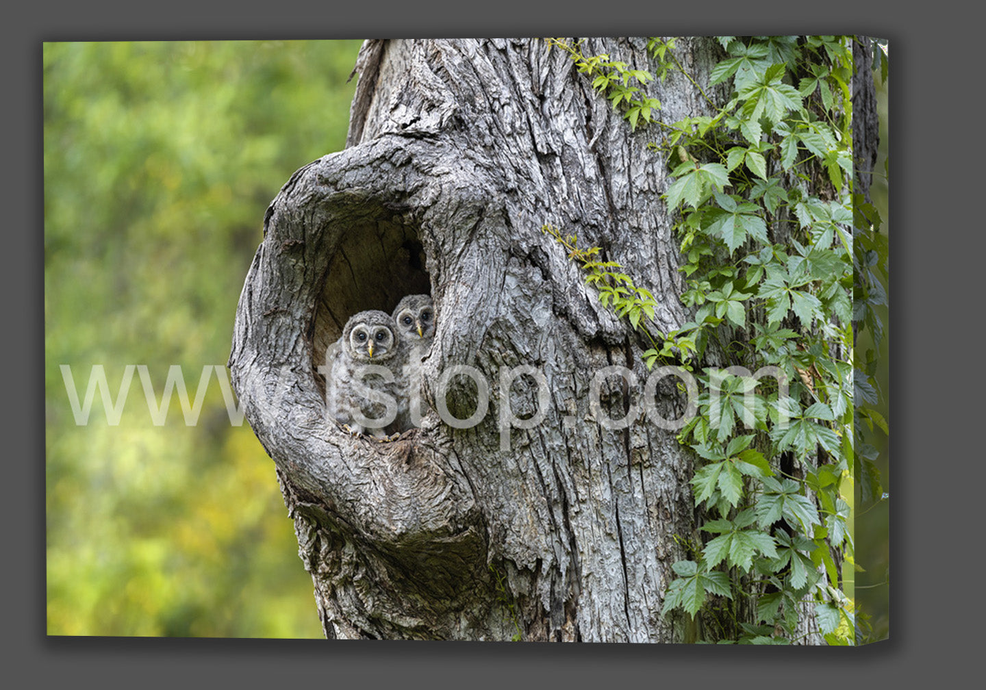 Eyes Tell the Story (Canvas Print) - WATERMARKS will not appear on finished products
