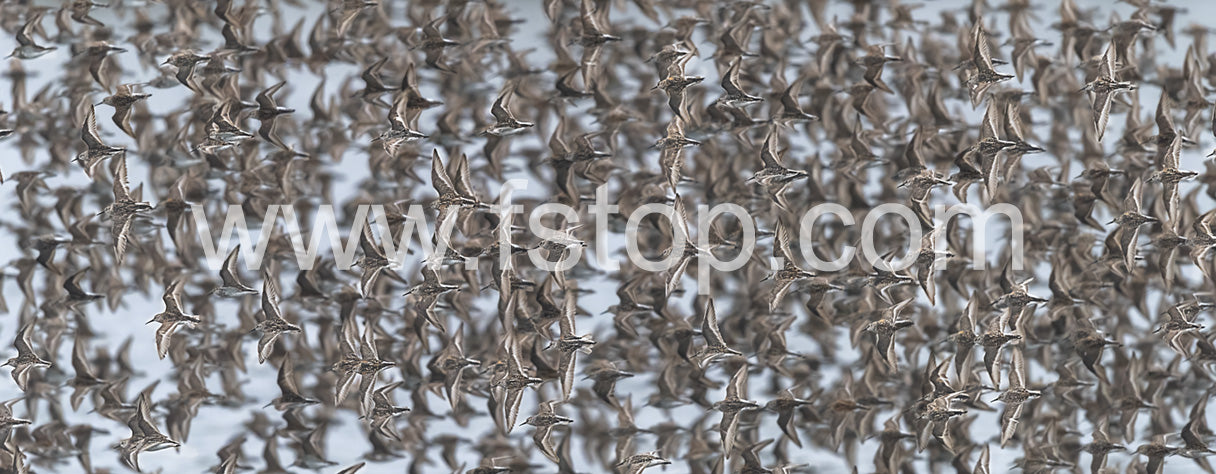 Dunlins flying - WATERMARKS will not appear on finished products