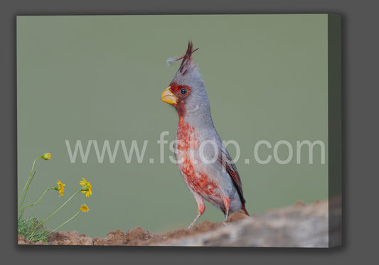 Feather in My Cap (Canvas Print) - WATERMARKS will not appear on finished products