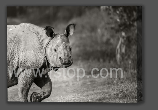 Gentle Gaze (Canvas Print) - WATERMARKS will not appear on finished products