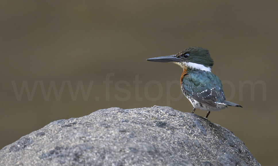 Green kingfisher (Canvas Print)