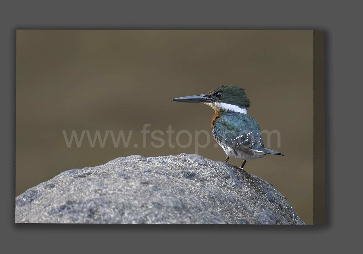 Green kingfisher (Canvas Print)