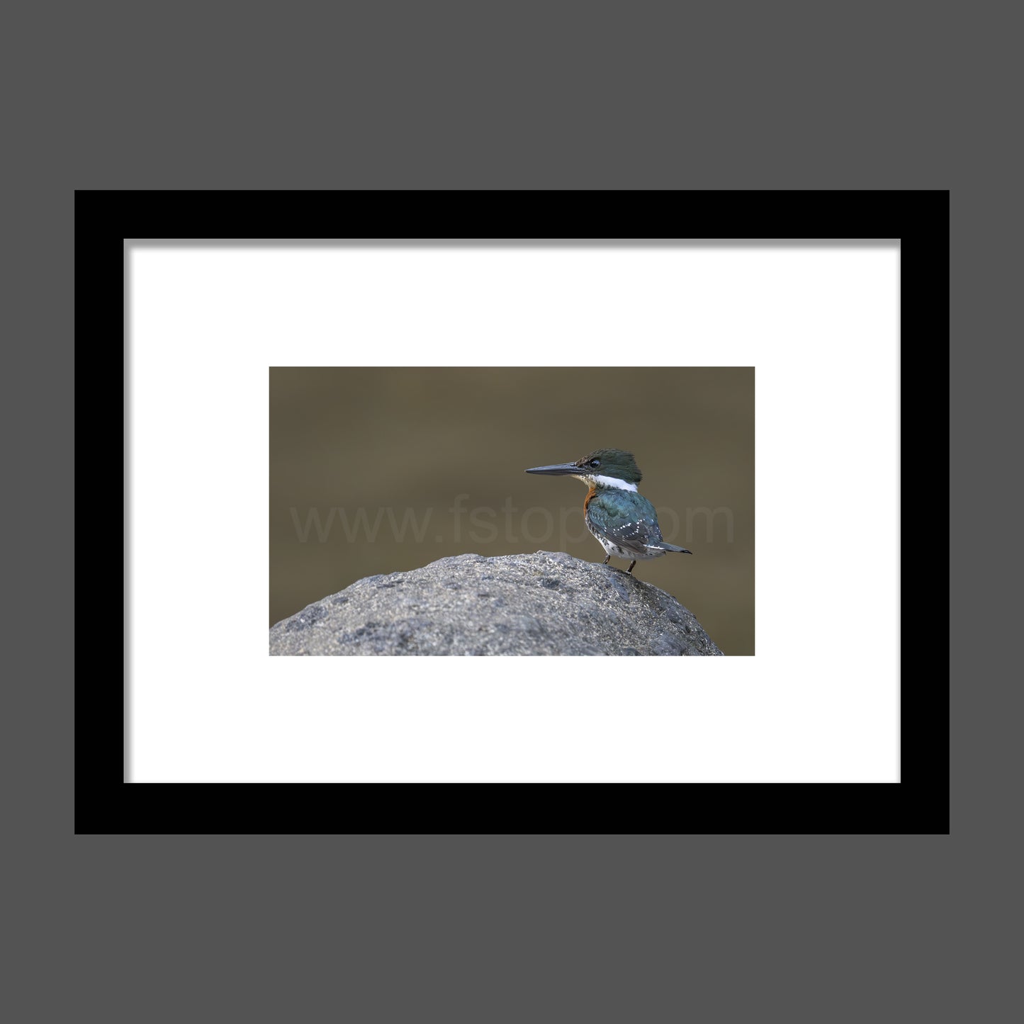 Green kingfisher