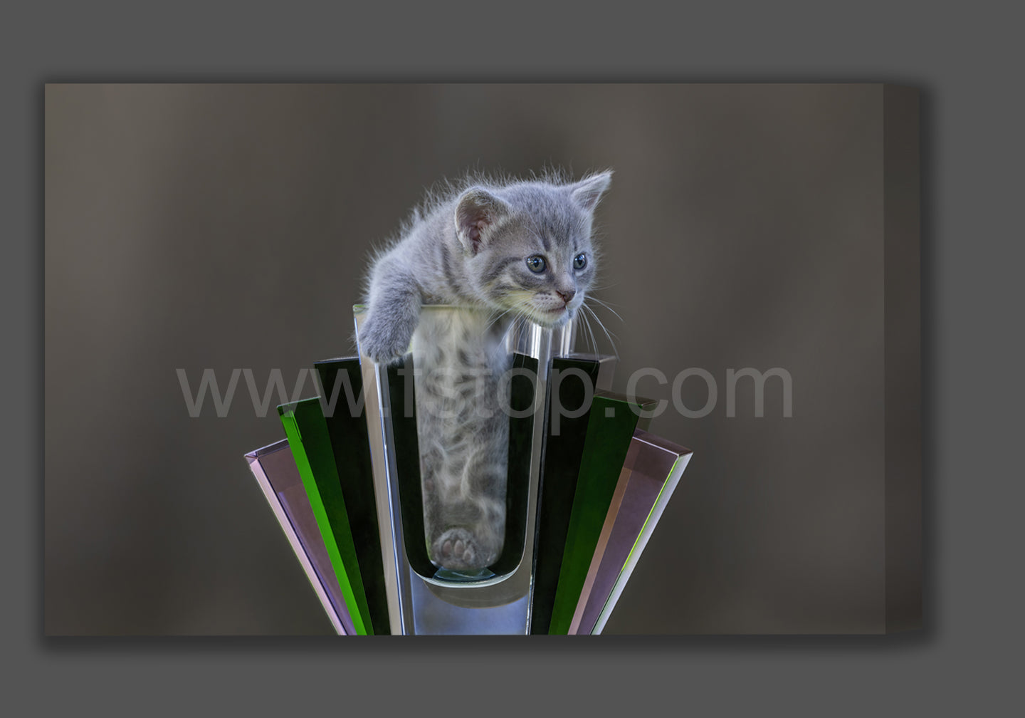 Grey Kitten (Canvas Print)