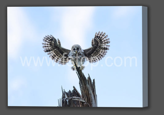 I Believe I Can Fly (Canvas Print) - WATERMARKS will not appear on finished products