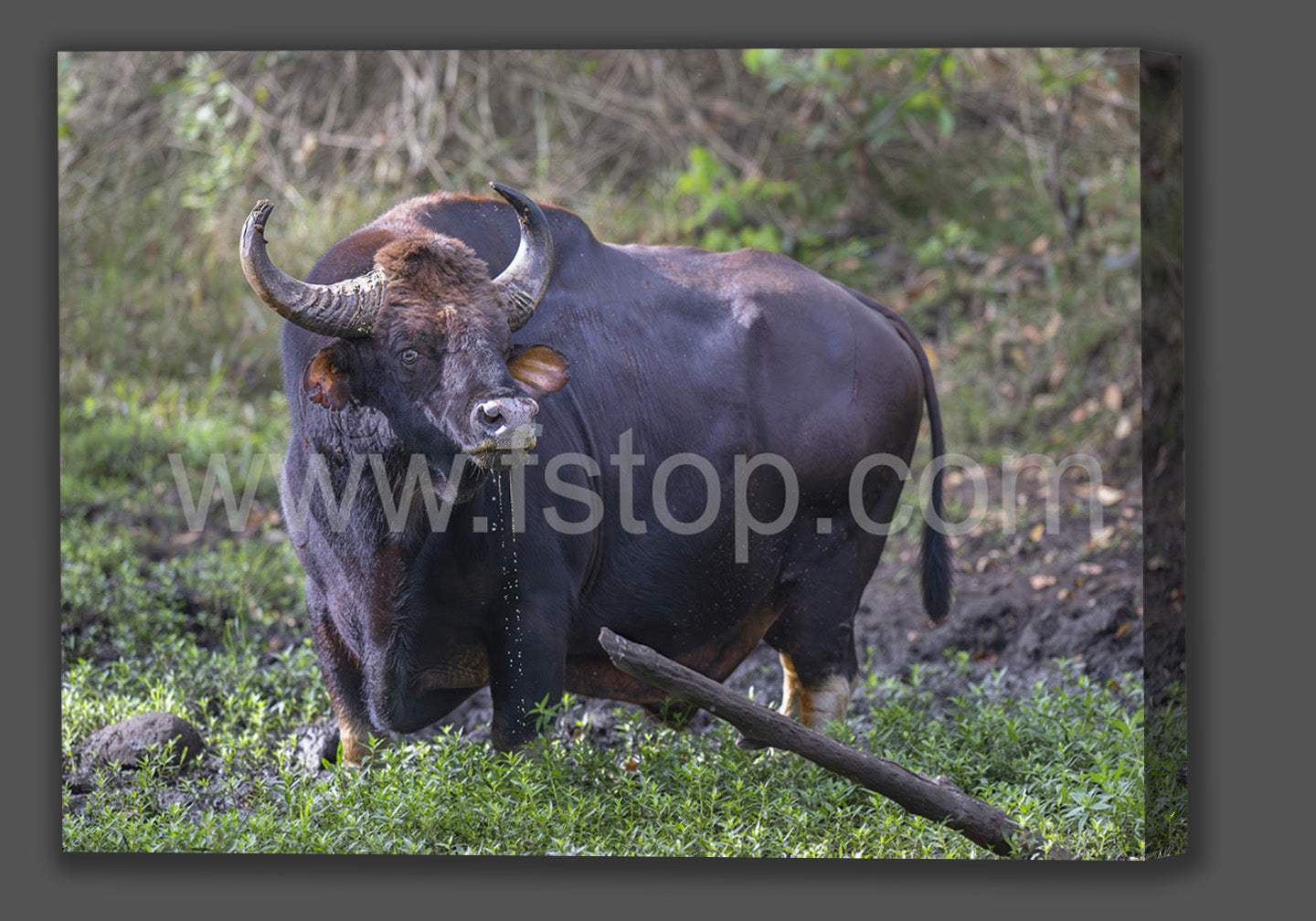 Indian Bison (Canvas Print) - WATERMARKS will not appear on finished products