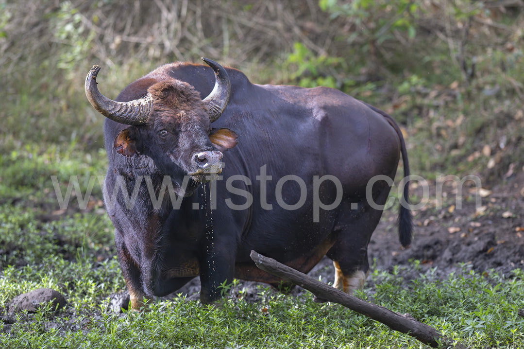 Indian Bison (Canvas Print) - WATERMARKS will not appear on finished products