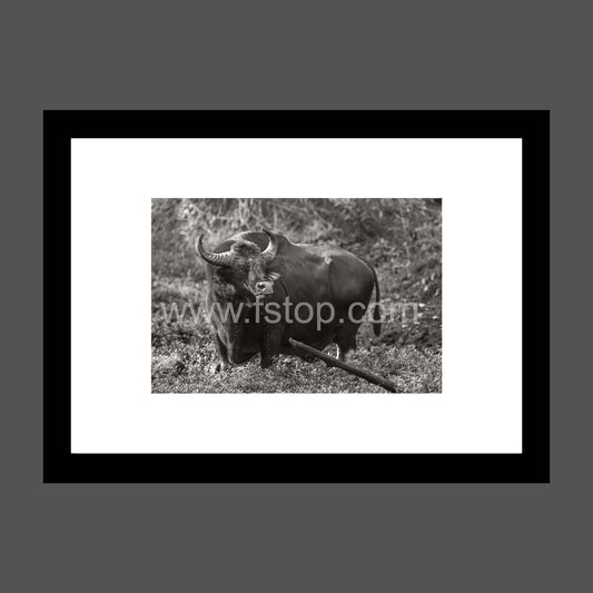 Indian Bison (Monochrome)- WATERMARKS will not appear on finished products