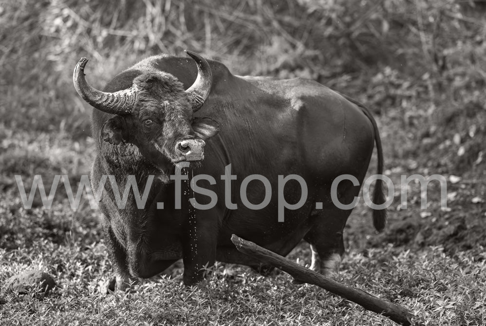 Indian Bison (Monochrome)- WATERMARKS will not appear on finished products