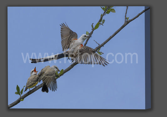 Male Scissor tailed flycatcher in flight (Canvas Print) - WATERMARKS will not appear on finished products