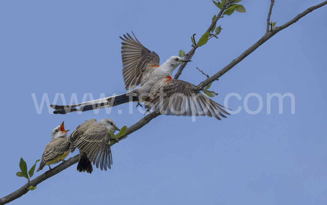 Male Scissor tailed flycatcher in flight  - WATERMARKS will not appear on finished products