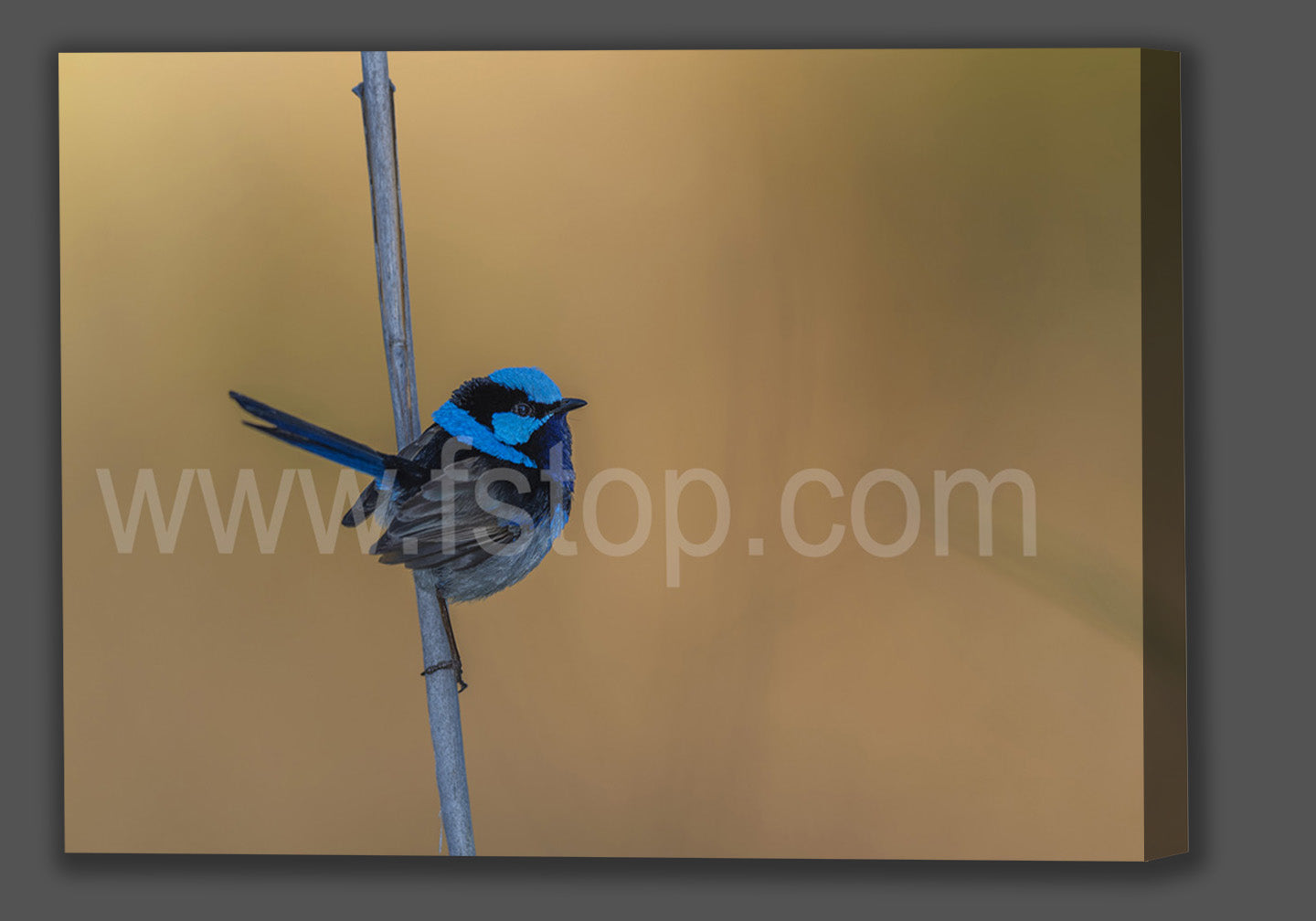 Male Superb fairywren (Canvas Print) - WATERMARKS will not appear on finished products