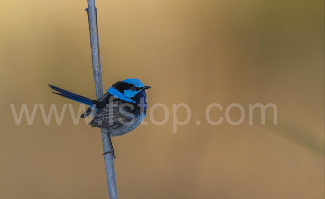 Male Superb fairywren (Canvas Print) - WATERMARKS will not appear on finished products