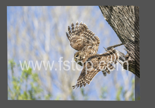 Mama Barred owl in Flight (Canvas Print) - WATERMARKS will not appear on finished products