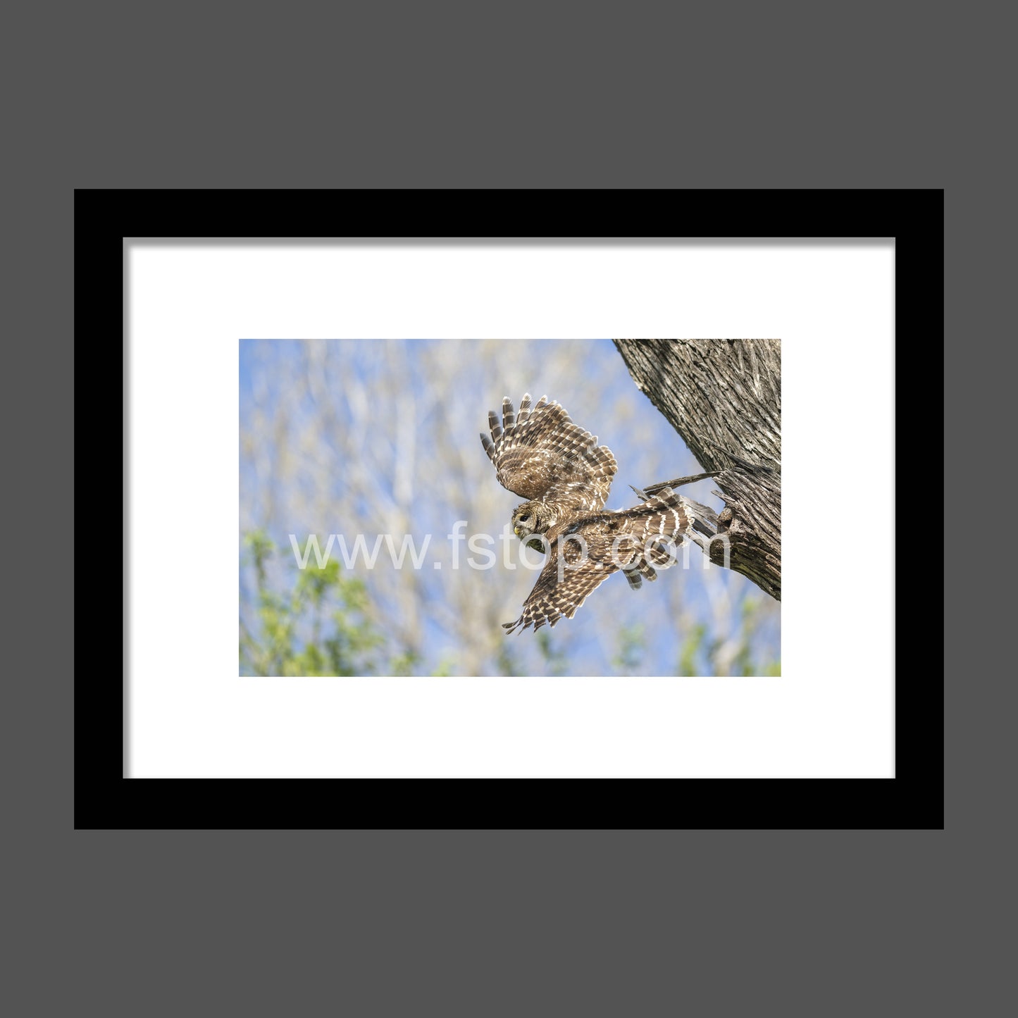 Mama Barred owl in Flight - WATERMARKS will not appear on finished products