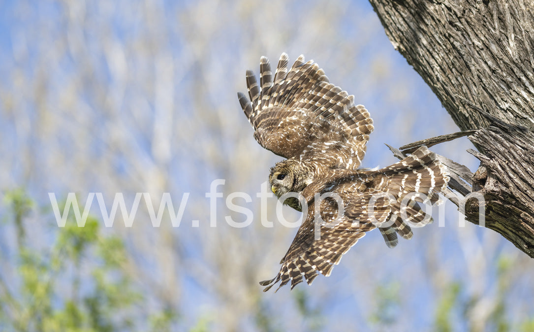 Mama Barred owl in Flight - WATERMARKS will not appear on finished products