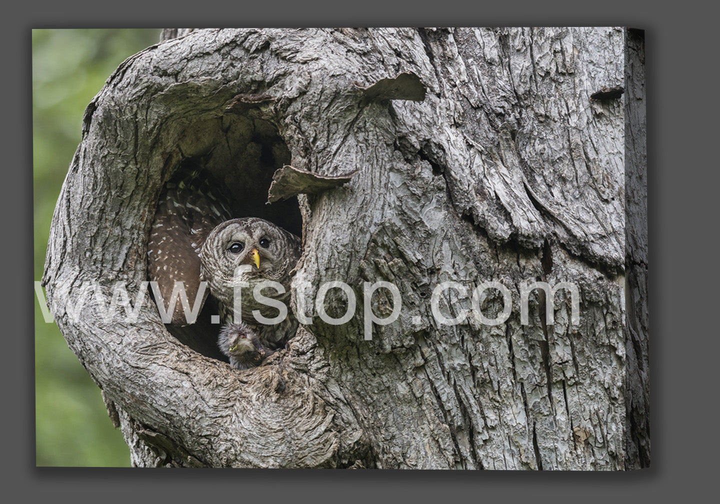 Mama owl Getting Ready to Stash Food (Canvas Print) - WATERMARKS will not appear on finished products