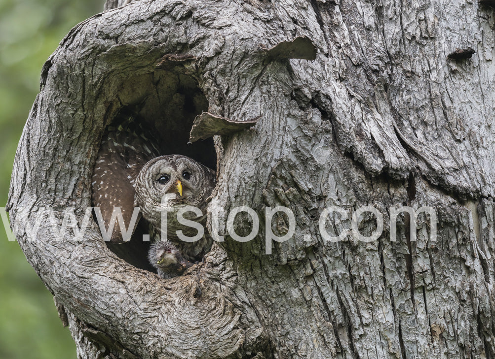Mama owl Getting Ready to Stash Food (Canvas Print) - WATERMARKS will not appear on finished products