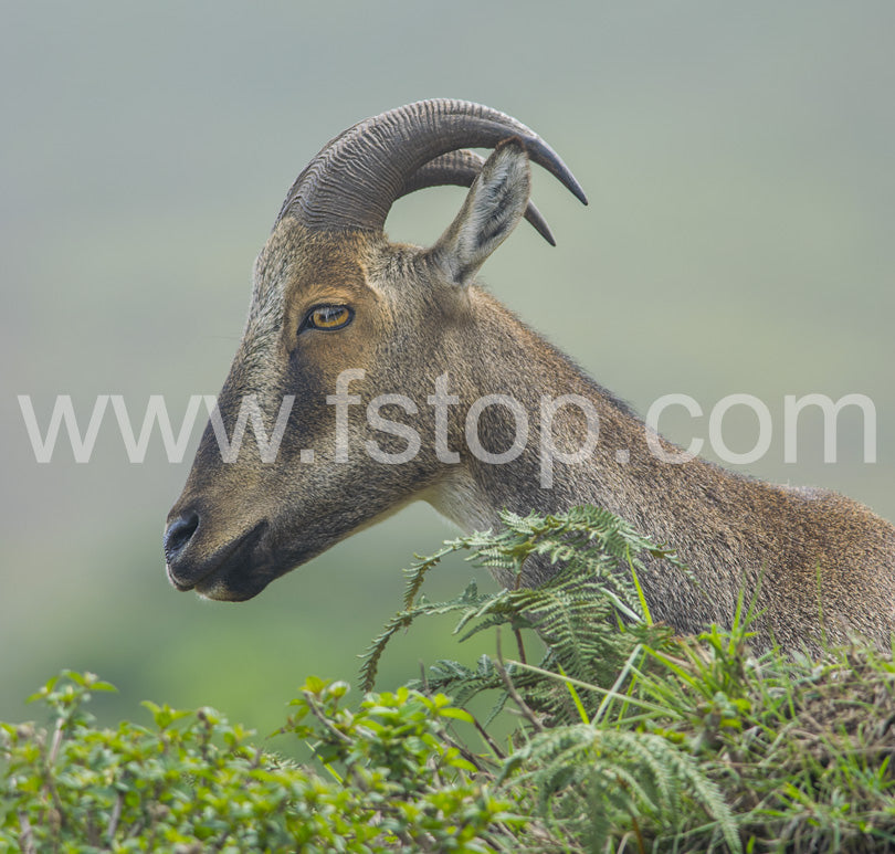 Portrait of Nilgiri tahr