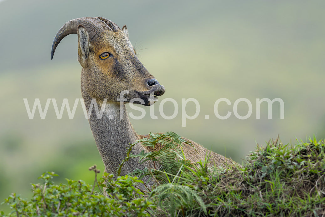 Nilgiri tahr - WATERMARKS will not appear on finished products