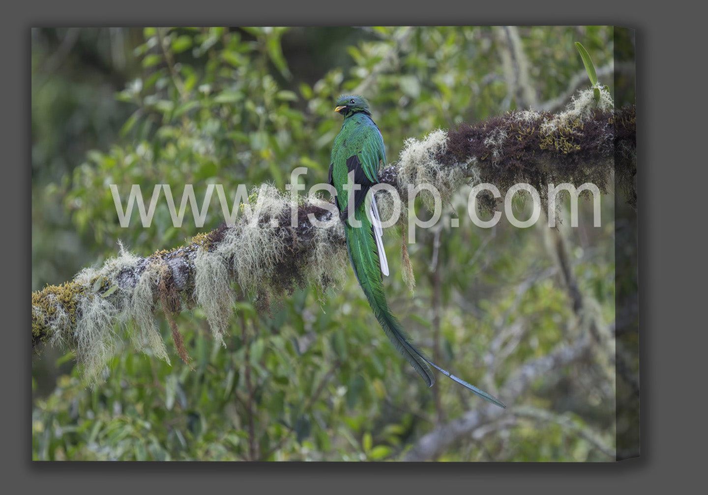 Peacefully perched Resplendent quetzal (Canvas Print) - WATERMARKS will not appear on finished products