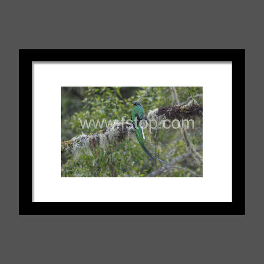 Peacefully perched Resplendent quetzal - WATERMARKS will not appear on finished products