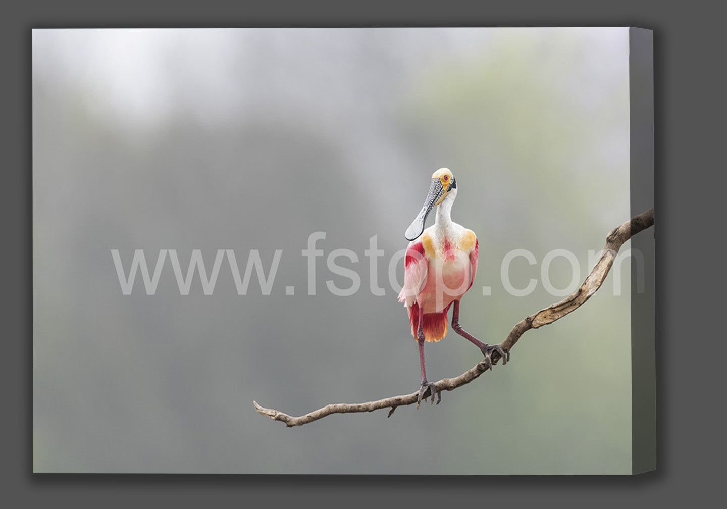 Portrait of a Roseate spoonbill (Canvas Print) - WATERMARKS will not appear on finished products
