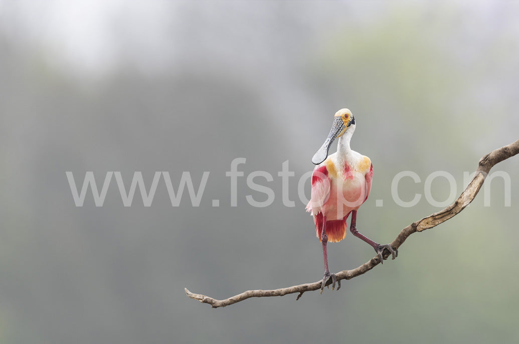 Portrait of a Roseate spoonbill (Canvas Print) - WATERMARKS will not appear on finished products