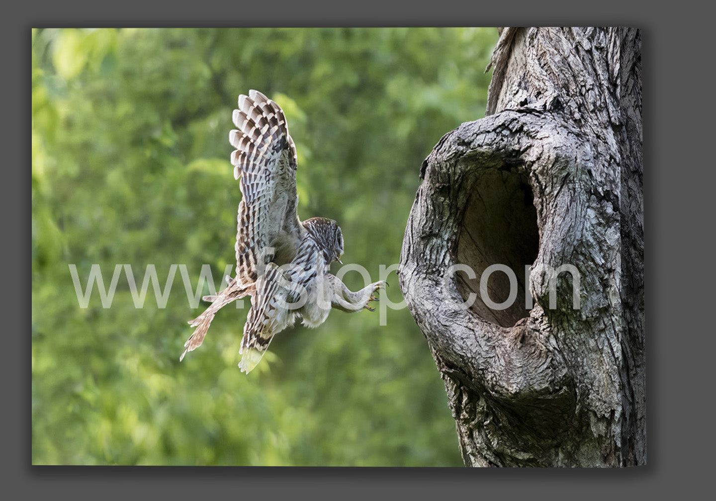 Precision Landing (Canvas Print) - WATERMARKS will not appear on finished products