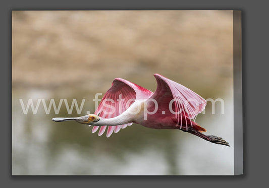 Quest for Nest Material (Canvas Print) - WATERMARKS will not appear on finished products