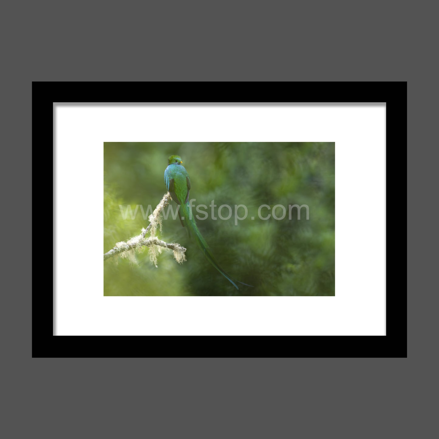 Resplendent quetzal in the Mist  - WATERMARKS will not appear on finished products