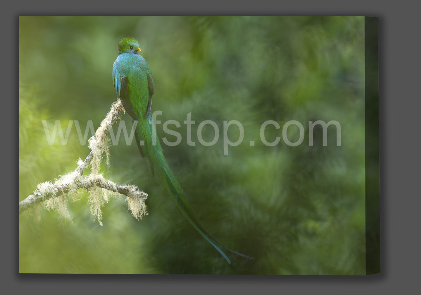Resplendent quetzal in the Mist (Canvas Print) - WATERMARKS will not appear on finished products