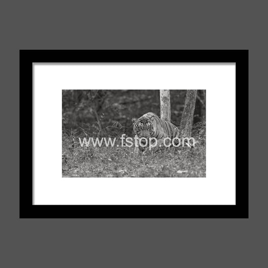 Tiger in an Indian Jungle (Monochrome) - WATERMARKS will not appear on finished products
