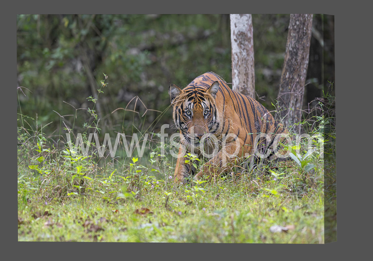 Tiger in an Indian Jungle (Canvas Print) - WATERMARKS will not appear on finished products